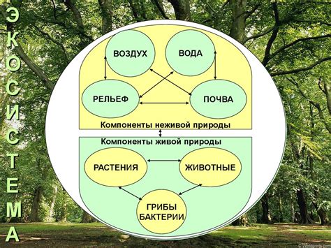 Восстанови связь с природой