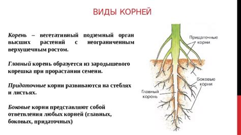 Вредные воздействия на корни растений