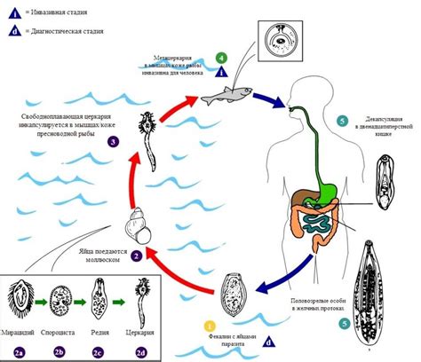 Вредные эффекты описторхоза на организм человека
