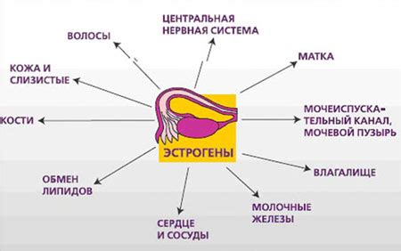 Вредный эстроген: что это?