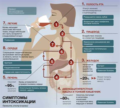 Вред водки: как она влияет на организм