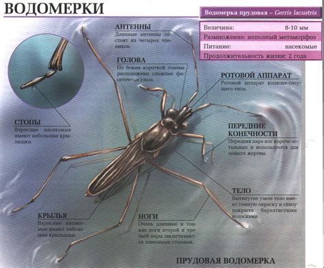 Времена и водомерки: горизонтальная аналитика снов о сверкающей наливной твари