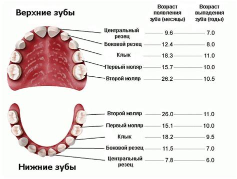 Время роста молочных зубов