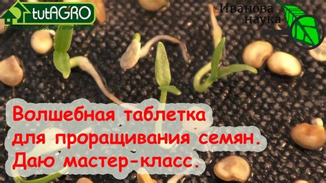 Всхожесть семян растений и ее значение