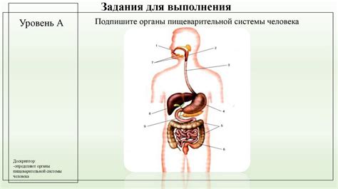 Второй раздел: Роль голода в пищеварении