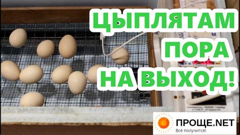 Второй этап инкубации: наблюдение и уход