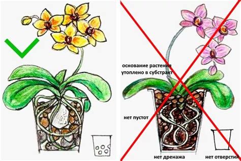 Выбор грунта для посадки орхидеи