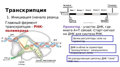 Выбор источника ДНК для реакции