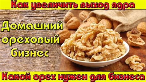 Выбор подходящего ореха