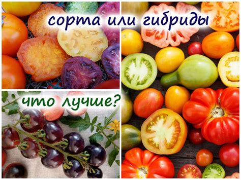 Выбор породы или сорта: что лучше?