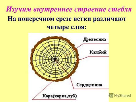 Выводы о значимости поперечного среза в современном мире