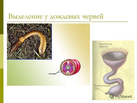 Выделение отходов из организма через кишечную полость