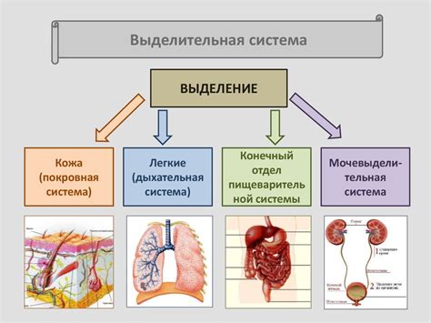 Выделительная система