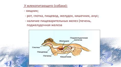 Вымогательство пищи у животных: уникальные стратегии