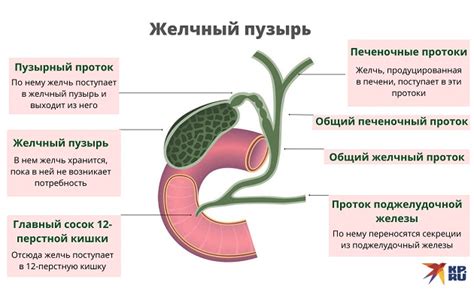 Вырывание желчью: основные симптомы