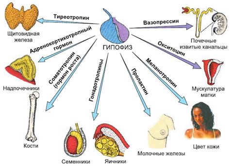 Высокое значение гипофиза