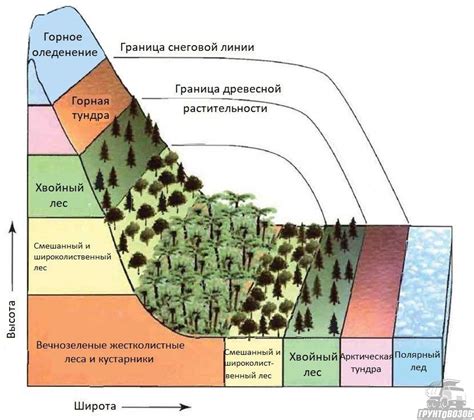 Высотный пояс и его значение для климата и растительности