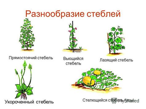 Вьющиеся стебли: адаптивные стратегии и использование