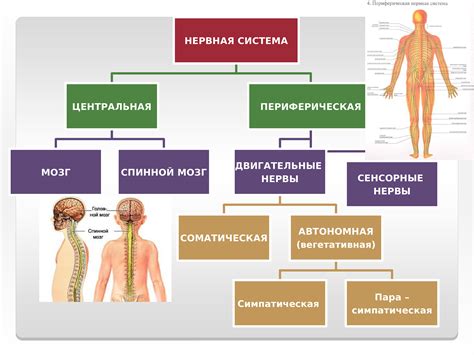 Вязкость нервной системы при недоношенности или преждевременном рождении и ее влияние на двигательную активность младенца