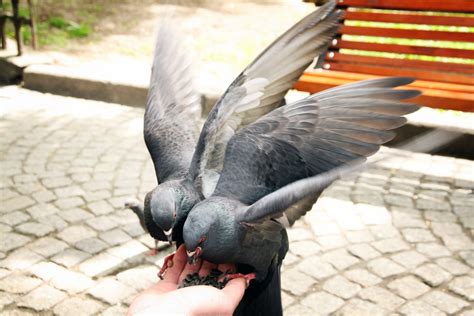 В какое время дня лучше кормить голубей с руки?