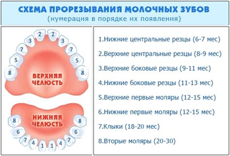 В каком возрасте появляются первые зубы у малышей