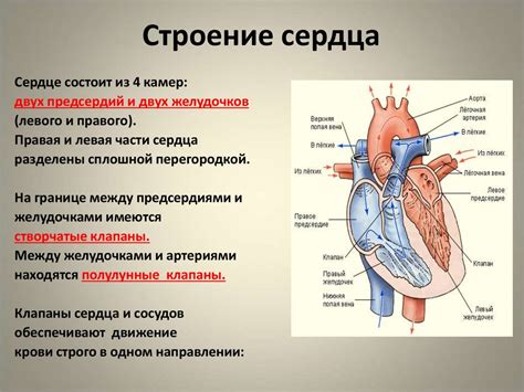 В обеспечении эффективной работы сердца