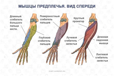 В чем состоит принцип напомпленности мышц?