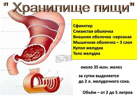 В чем состоит турбирование человека?