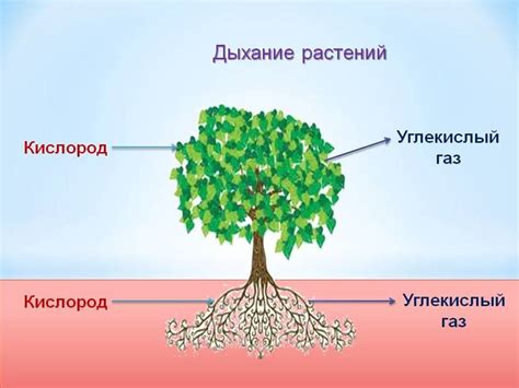 Газообмен у растений: суть и значение процесса