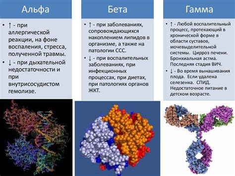 Гамма глобулины: важность и функции