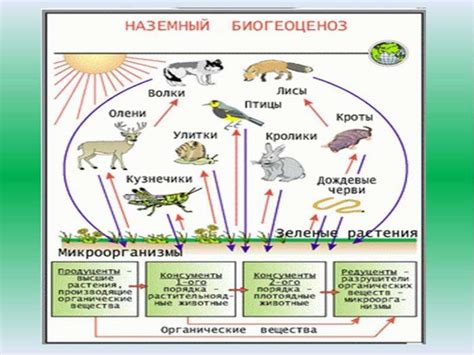 Гармония с землей: экологический подход