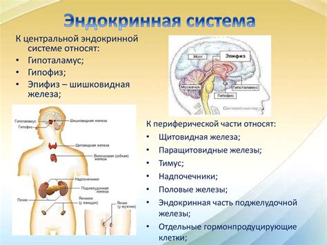 Где и как происходит эндокринная регуляция?