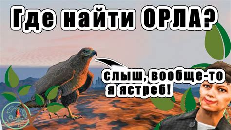 Где найти перо орла