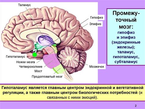 Где находится гипоталамус в мозге