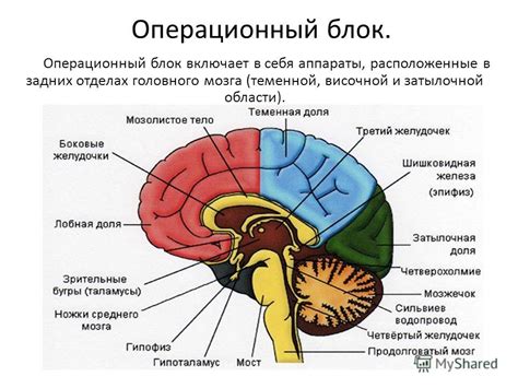 Где находится неокортекс в мозге?