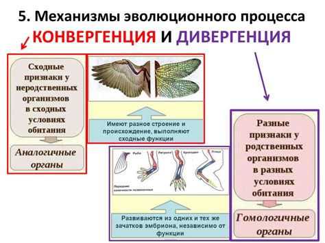 Гекса в биологии: примеры и описание