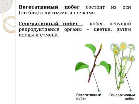 Генеративный побег: определение и примеры