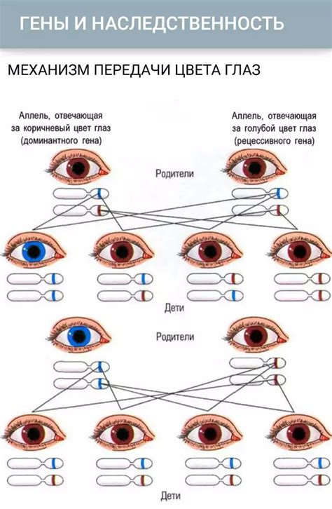 Генетика и наследственность: влияние на размер глаз