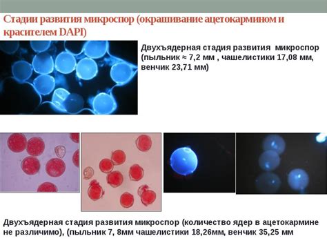 Генетическая изменчивость и гетерозиготность