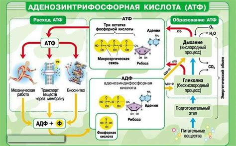 Генетическая информация и синтез белков: связь и значение для клеточных процессов