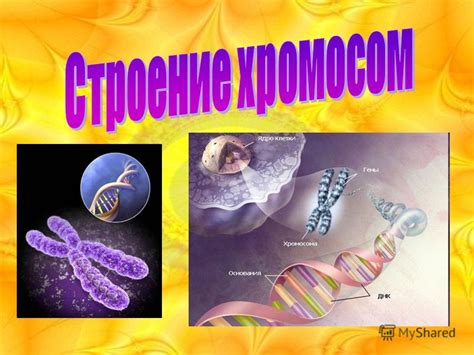 Генетическая однократность: определение и значение