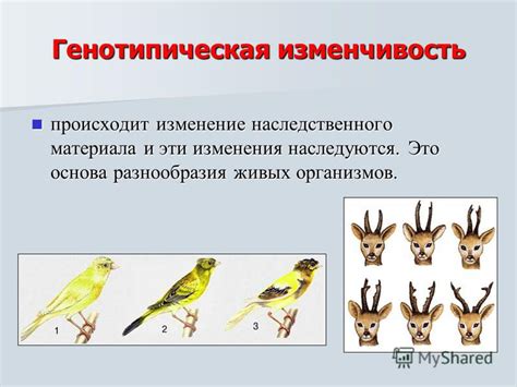 Генетическая определенность генотипической изменчивости