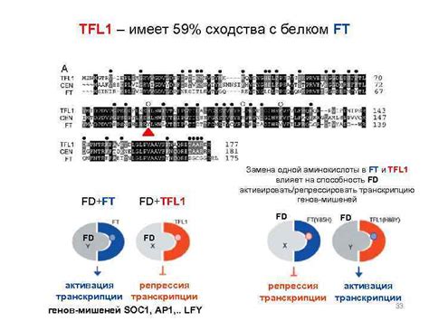 Генетические механизмы управления цветом лепестков