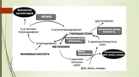 Генетические полиморфизмы и фолатный цикл