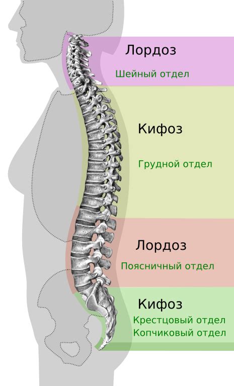 Генетические факторы и крестцово-копчиковый кифоз