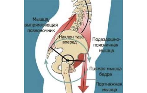 Генетические характеристики ямочек над ягодицами