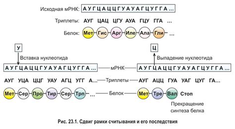 Генетический код: основные его элементы и принципы