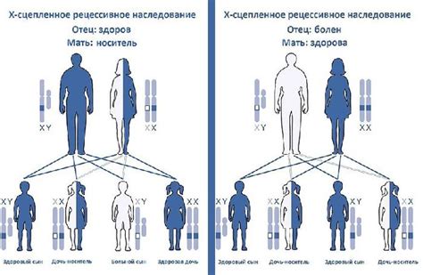 Ген сцеплен с полом: что это такое и как работает