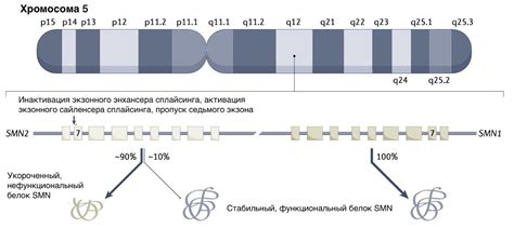 Ген smn1 и его роль в организме