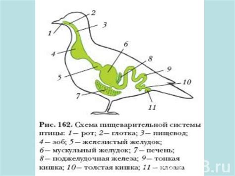 Геологические особенности птиц